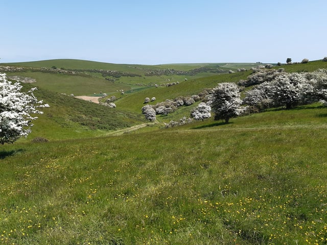 May Blossom in the South Downs National Park at Castle Hill Nature Reserve on June 5, 2023
