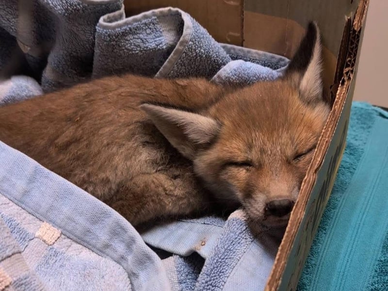 Young fox