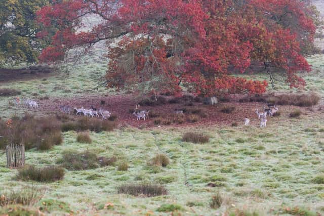 Fallow deer (Dama dama) under the red foliage of an autumnal tree in October, Petworth House and Park. The deer park at Petworth was landscaped by 'Capability' Brown.