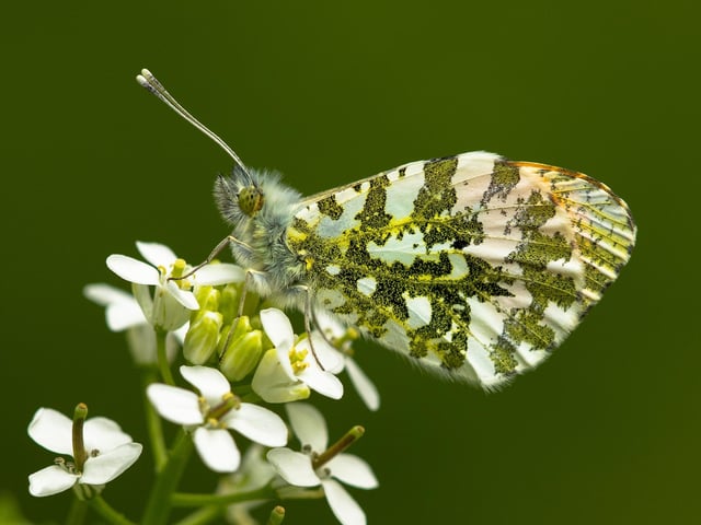Orange Tip by Thomas Moore WINNER WILDLIFE CATEGORY SDNP PHOTO COMPETITION