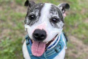 Roscoe is a very friendly, enthusiastic boy who loves attention. He knows sit, his name and paw on command and walks quite well on the lead. He can be very playful and when over excited, overwhelmed or frustrated can be mouthy and may jump up. This mostly occurs when he sees other animals (or anything that worries him) on walks. Roscoe enjoys playing with toys, especially soft squeaky or raggy ones. The RSPCA said Roscoe is a typical, sensitive staffie who is worried by loud noises. Due to his past, he is worried by other dogs and will need walks in quiet areas and patient owners. He also finds it hard to relax in new places so he will need plenty of time to settle in his new home.
