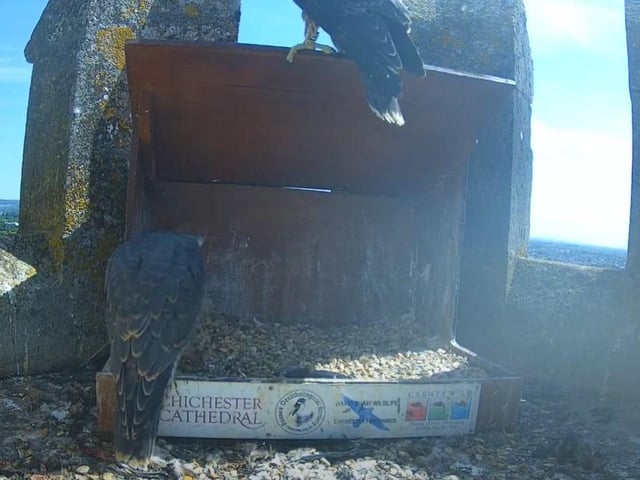 The chicks getting ready to fledge on Wednesday morning