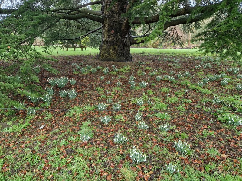 Snowdrops