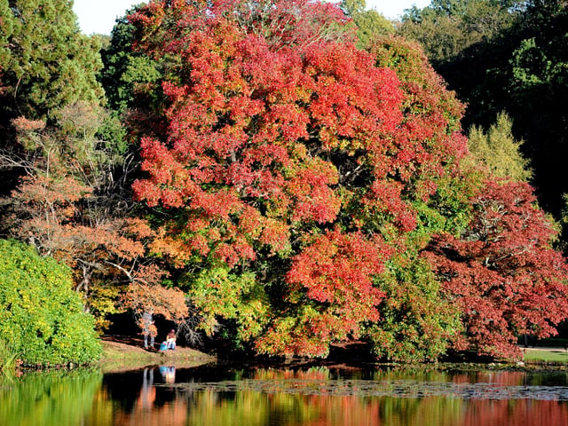 Vivid autumn colour at Sheffield Park and Garden. HR26102605 Pic Hollie Robards/Iconic Media Group