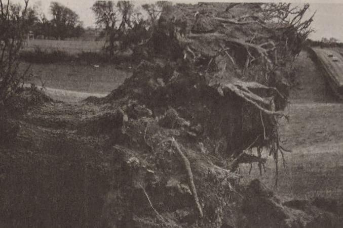 Giant oaks, which stood for a thousand years in Petworth Park, were torn up and discarded by the hurricane-force storm.