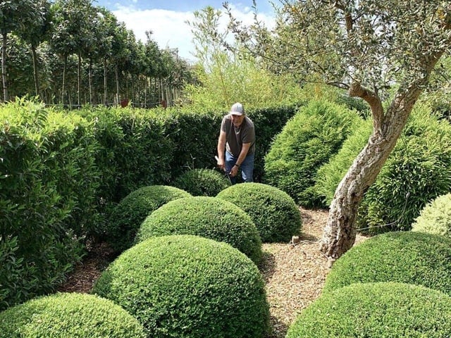 Architectural Plants