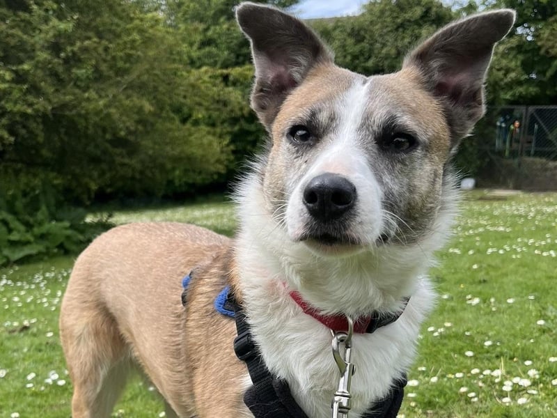 Sadie was removed from a hoarding situation with about 200 other dogs in her previous home, according to the RSPCA. Due to her background, she is a nervous girl who is quite independent, and is looking for a specific home. The charity said she needs a quiet household without children or lots of people coming and going. She will need a familiar routine and walks in places that are not busy with lots of other dogs. She will also need a very secure garden and any fences need to be 6ft high. She can be quite reactive to other dogs when out on walks, the charity added, so any new owner will need to be prepared to put lots of time into her training. See Sadie's profile here: https://rspca-brighton.org.uk/project/sadie/