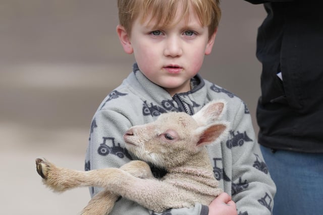 More than 1,200 lambs are expected at Coombes Farm near Lancing this spring and families are invited to visit to see them
