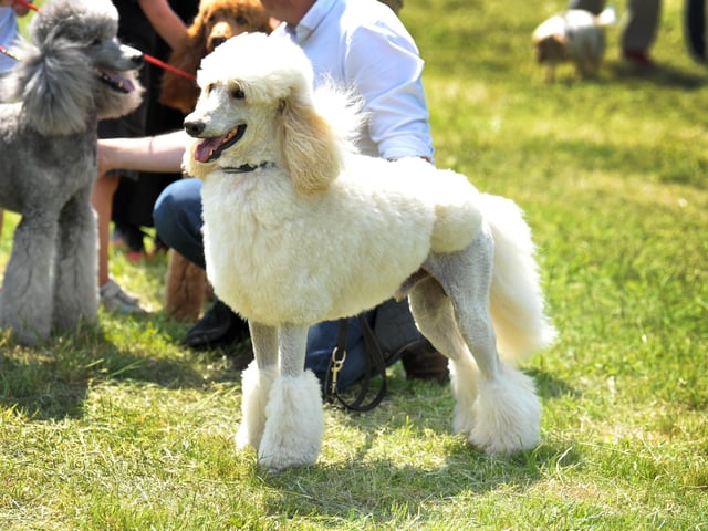 Saturday at Goodwoof 2023. Pic S Robards SR2305201