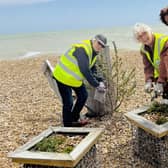 Bexhill Beach Garden re-planting event