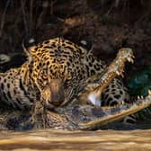 'Caiman Crunch': the winning wildlife image of a major Sony photographic award taken by Horsham travel agent owner Ian Ford