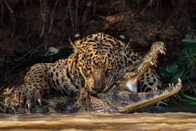 'Caiman Crunch': the winning wildlife image of a major Sony photographic award taken by Horsham travel agent owner Ian Ford