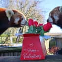 A zoo in Sussex is celebrating a rare kind of love in every sense of the word for a pair of endangered red pandas, with a specially prepared Valentine’s date. Picture: Drusillas Zoo