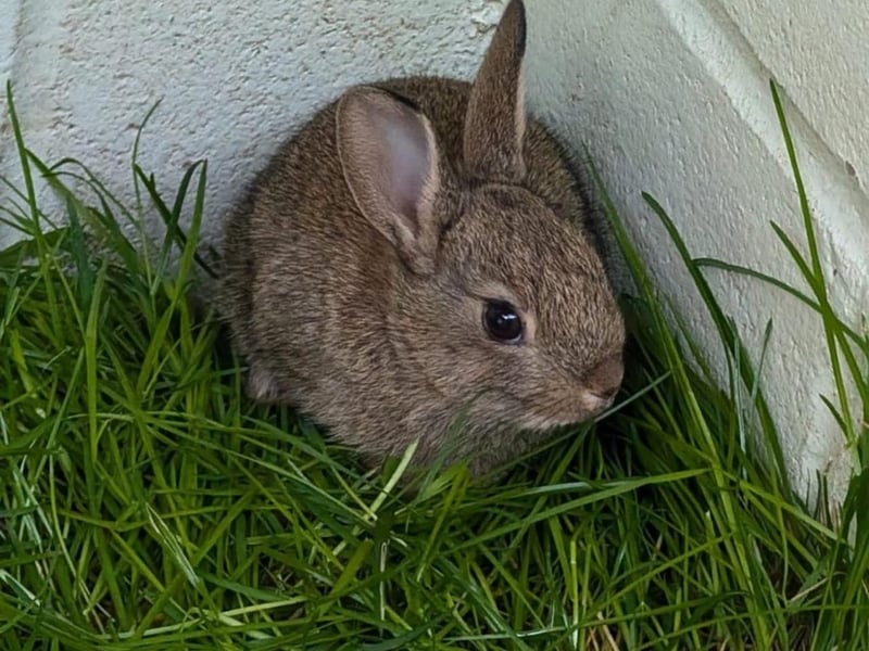 Young rabbit