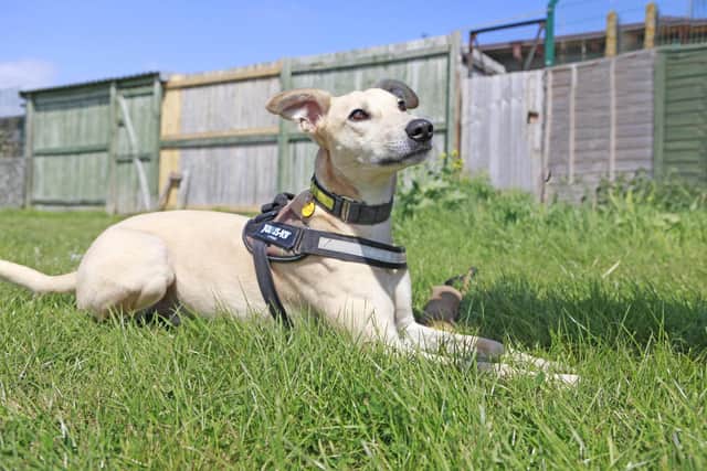 Dom, a dog at Dogs Trust Shoreham, is looking for a new home.
