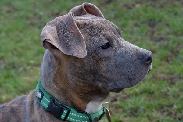 Crystal is a delightful six month old Cane Corso pup. She was one of a pair of puppies a breeder handed into rescue. The rescue said she’s affectionate, dog friendly and a cuddly bundle of joy.