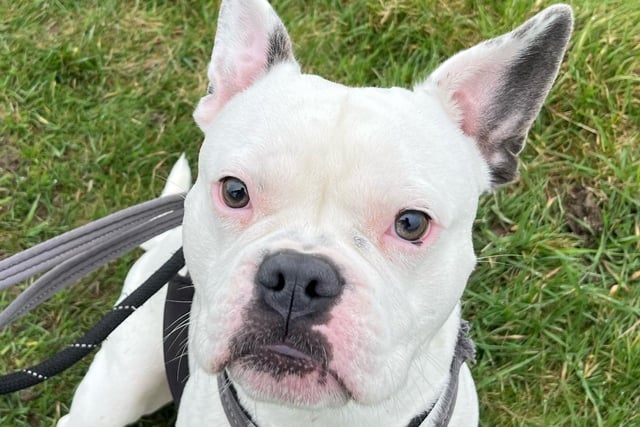 Clymping Dog Sanctuary said Ralph will make 'an amazing family dog'. The Frenchie-cross absolutely loves his walks and will jump with excitement when it's time to go out! His other passions include food and cuddles. He can live alongside children aged over 10 and is good with other dogs, but not cats.
