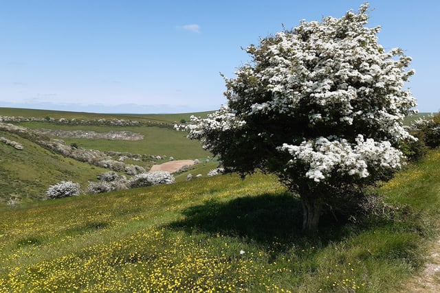 May Blossom in the South Downs National Park at Castle Hill Nature Reserve on June 5, 2023