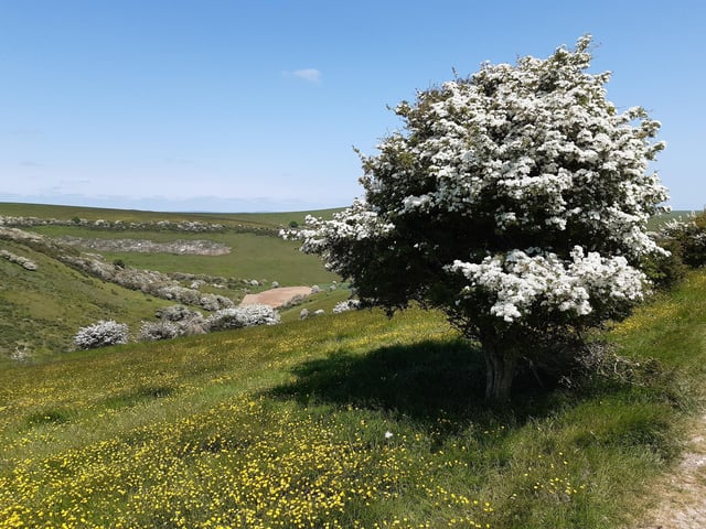 May Blossom in the South Downs National Park at Castle Hill Nature Reserve on June 5, 2023