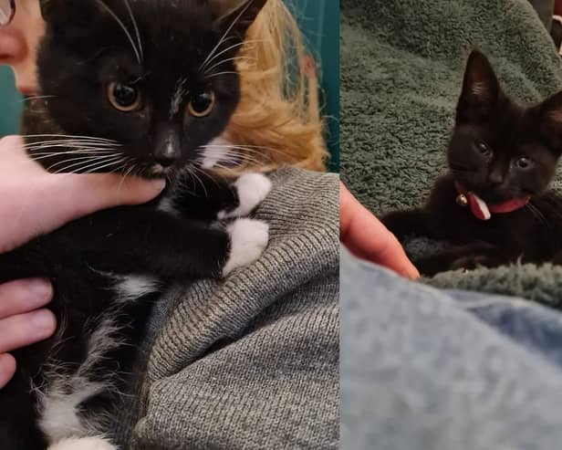 A local cafe is trying to find the owners of two kittens found in a car park in Eastbourne over the weekend. Photo: submitted