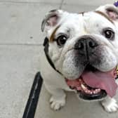 Rufus the bulldog from Sussex