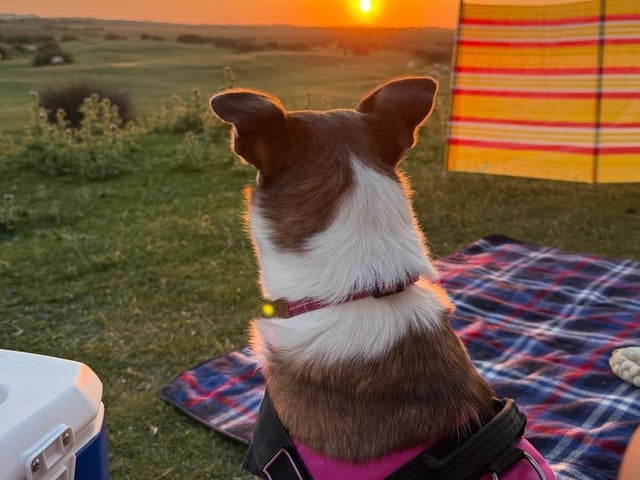 A rescue dog who spent nearly three years in kennels has found a loving home, after staff at a Sussex animal charity launched a daily TikTok campaign.