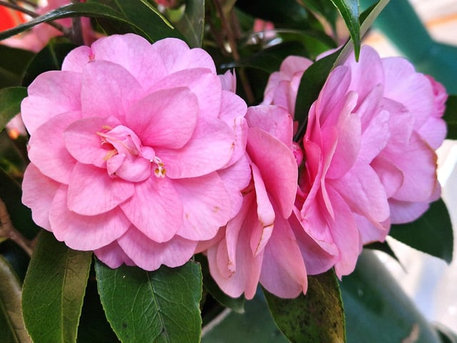 Splashes of pink at the spring show