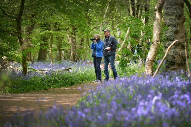 Many thousands of people visit Arlington Bluebell Walk, near Polegate, every year, supporting Sussex charities, which benefit from the entrance fee. The walk is open daily until Wednesday, May 10, from 10am until 5pm.