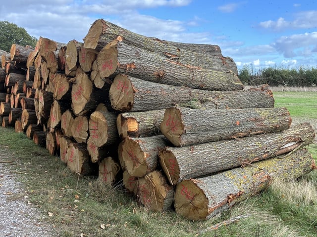 Harvested willow logs to be used for making cricket bats
