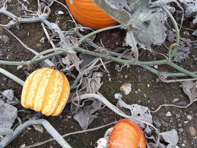 One of the varietals pictured is called Turks turban