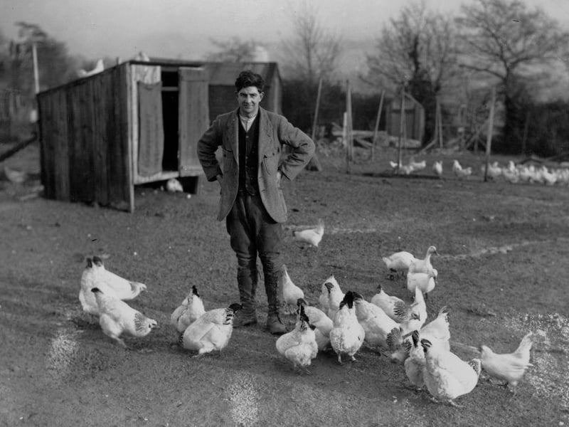Chicken farmer Norman Thorne standing amongst his birds at Crowborough on 12th January 1925 at the exact spot where the remains of his missing fiancee Elsie Cameron were later found buried. Thorne pleaded not guilty to murder, but his story was discredited and he was hanged for the crime.