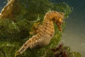 Short-snouted Seahorse
