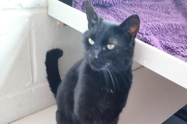 Five-year old Pi is in need of a home without other pets. He has been described as 'very friendly and sweet' and could live with children over six.