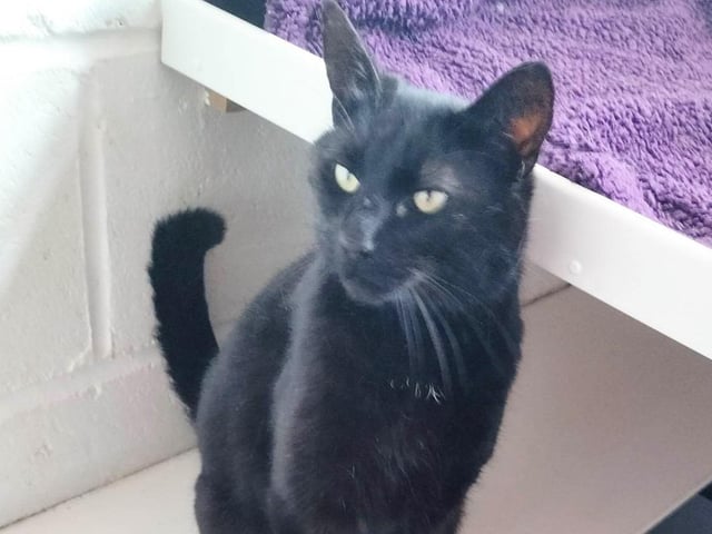 Five-year old Pi is in need of a home without other pets. He has been described as 'very friendly and sweet' and could live with children over six.
