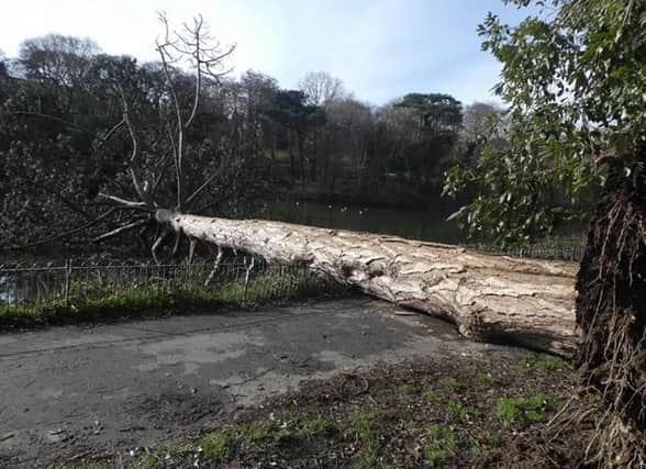 Tree blows over in park
