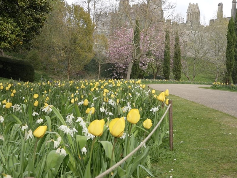 More fantastic photos of the Arundel Castle Tulip Festival