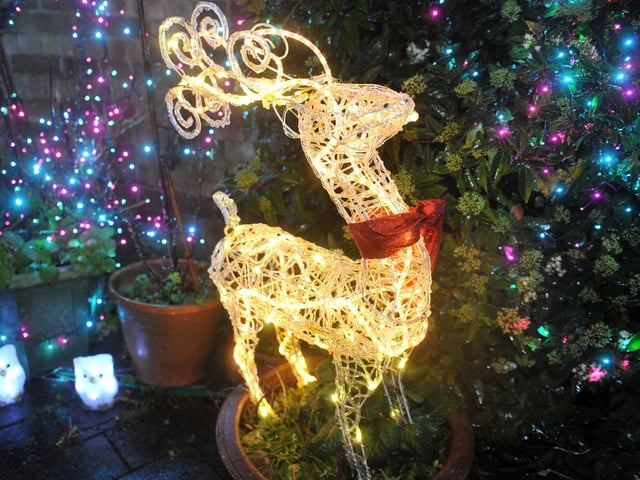 Reindeer