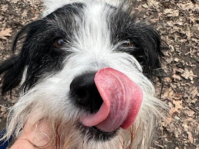 Pongo's foster carer said she is a 'sweet and loving girl'. She loves her humans very much and is very happy to be with other dogs too, though she can be reactive on walks sometimes. ​She is a loyal and loving dog but is still nervous about life. Pongo's requirements include: a quiet and calm rural home, a family or person who is at home most of the time, someone with the commitment to work on her recall and grow confidence, and another resident dog for companionship.
