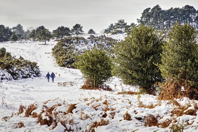 Ashdown Forest in the snow by Dave Brooker