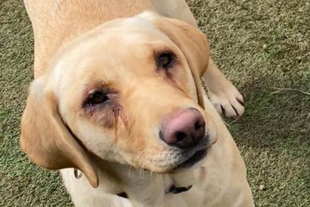 Paige the Labrador has been treated for her ingrown eyelashes.