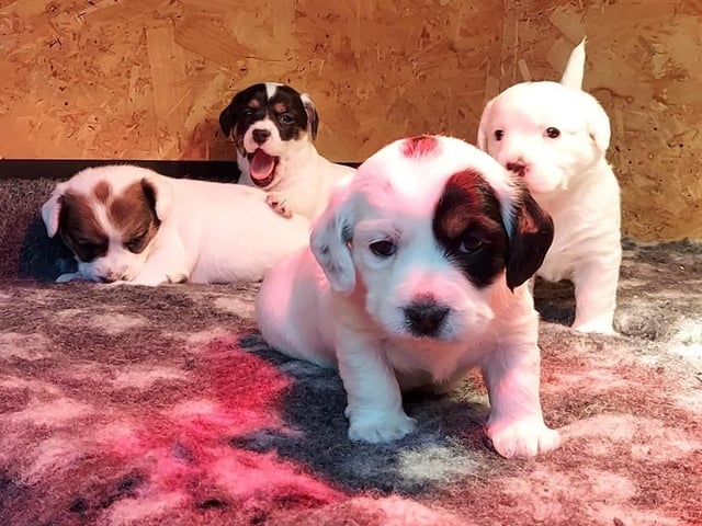 These four puppies were born at the rescue after a heavily pregnant dog was handed in. They are now about 10 weeks old and will be able to leave for their new homes at the beginning of April. They will be fully vaccinated, wormed, flea treated and with a neutering agreement in place. Arundawn said they have started showing their personalities and are 'great time wasters'. They will likely be small and are mixed breeds, with their mum being a Cavapoo and their dad possibly being a Terrier mix.