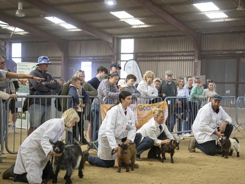 Pygmy goats. Photo: Beth Wild/ SEAS