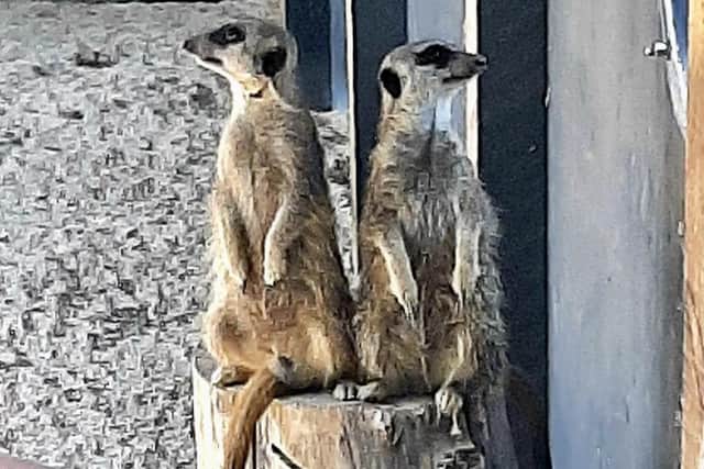 Meerkats have now also made their home at Huxley's. Photo contributed