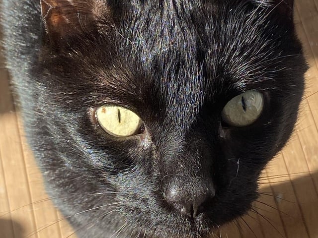 Five-year old Pinky arrived at WCWT with a companion but they weren’t getting along - since separating them, Pinky has blossomed into a very friendly, happy cat. He seems to be okay with dogs and could live with children over ten years of age.