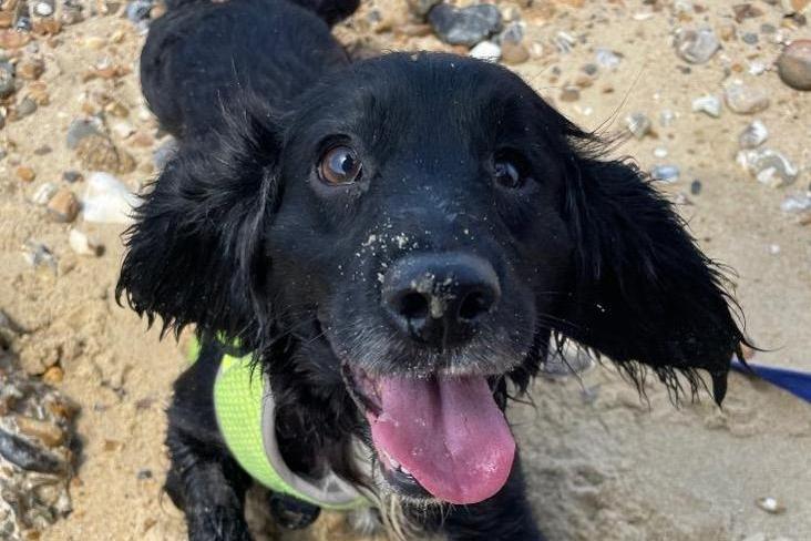 Cleo is a lovely bouncy spaniel with a few health conditions. She is looking for either an adopter or a foster carer to provide a home for her while the RSPCA investigates and resolves a few medical concerns. She is a very affectionate girl who is struggling with her time in kennels, and the RSPCA said 'she just needs a home where can be spoilt and doted on'. She is a very cheeky character with lots of love and affection, she loves a paddle in the pool or a trip to the beach. Sadly, she has most likely has never lived in a home before, so will need someone who is understanding while she learns the luxuries of a house.