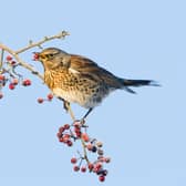 A fieldfare feasting on the berries. Picture by David Whitacker