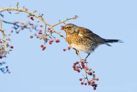 A fieldfare feasting on the berries. Picture by David Whitacker