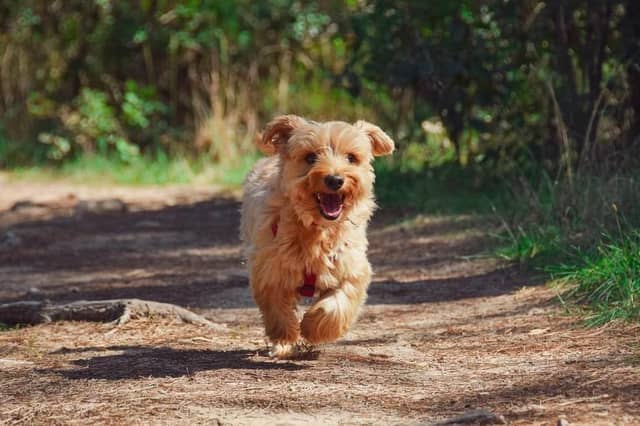 Dog walking is great for your health.