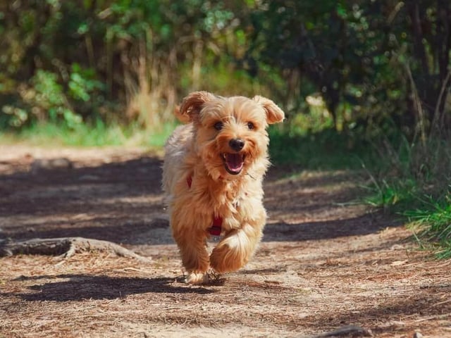 Dog walking is great for your health.
