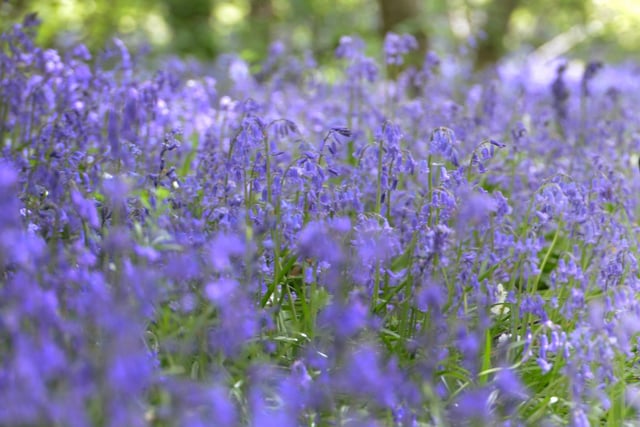 Flatropers Wood is a stunning spot near Peasmarsh that turns to a purple haze each spring as bluebells bloom.